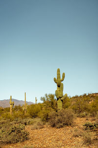 Single main saguaro cactus standing prominently in the sonoran desert near phoenix arizona.