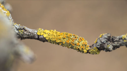 Close-up of yellow leaves on branch against blurred background