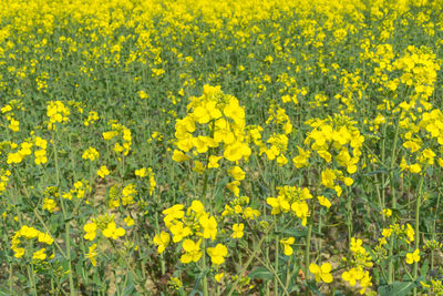 Full frame shot of yellow flowers on field