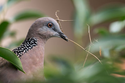 Close-up of bird