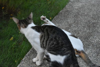 High angle view of cat