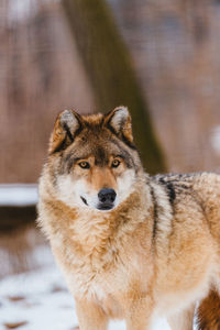 Portrait of dog looking away