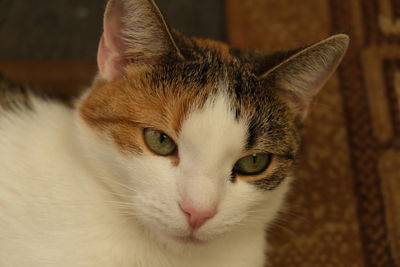 Close-up portrait of a cat