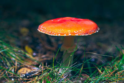 fungus