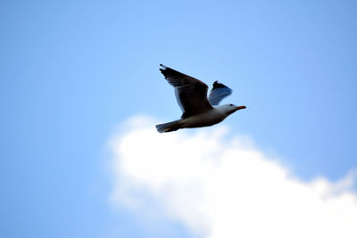 Low angle view of seagull flying