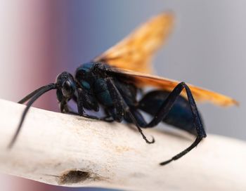 Close-up of insect