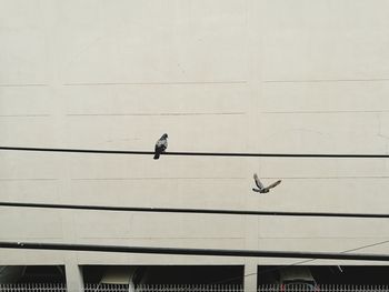 Low angle view of bird perching on building wall