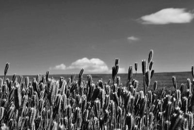 Panoramic view of plants on field against sky