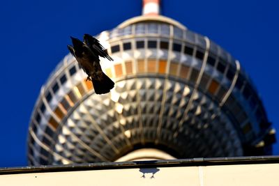 Low angle view of a bird on building