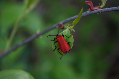 Close-up of insect on leaf