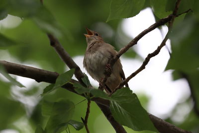 Low angle view of bird perching on branch