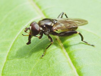 Close-up of fly on white surface