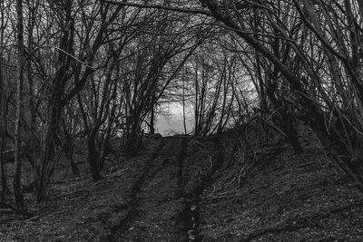 Bare trees in forest