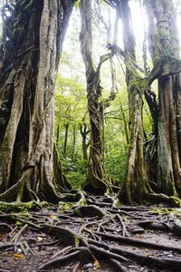 Trees in forest