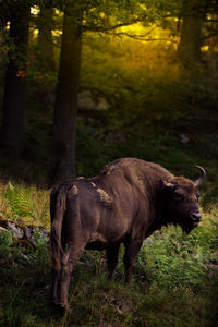 Buffalo looking away in scandinavian wildlife park