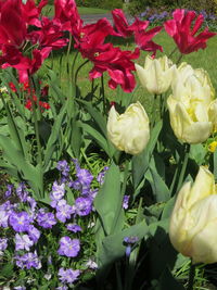 Close-up of flowers blooming outdoors