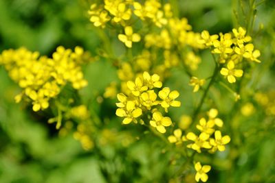 Close-up of yellow flowers