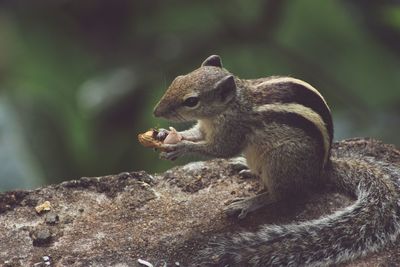 Close-up of squirrel eating outdoors