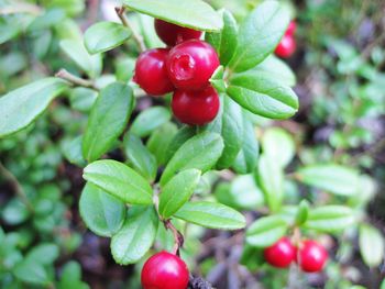 Close-up of red berries growing on tree