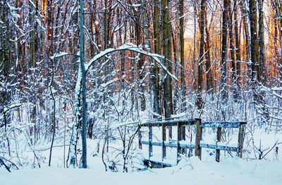 Bare trees in forest during winter