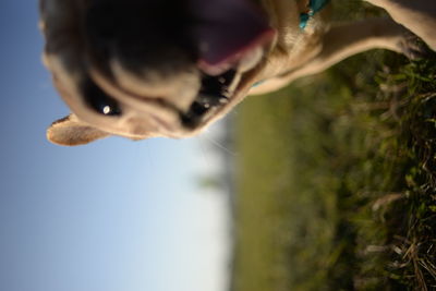 Close-up of hand feeding against sky