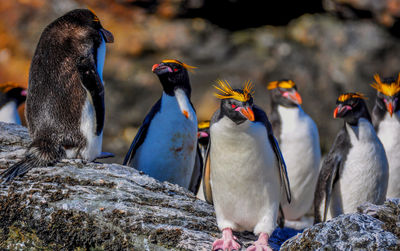 Close-up of ducks on rock