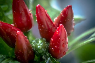 Close-up of water drops on pink flower