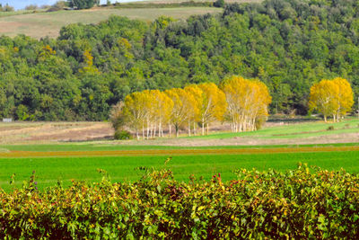 Scenic view of field against trees