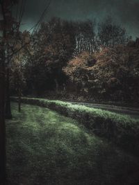 View of trees in forest