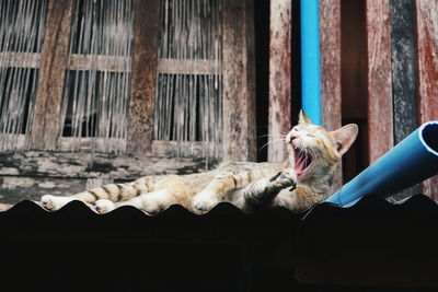 Low angle view of cat yawning while lying on roof
