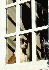 Dog looking through window