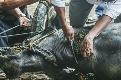 Midsection of people cutting buffalo outdoors