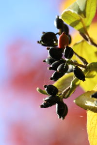 Close-up of cherry blossoms on plant