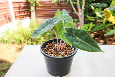 Close-up of potted plant