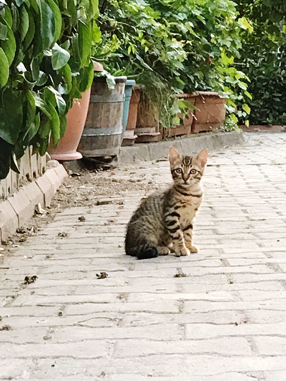 CAT SITTING ON FOOTPATH AMIDST PLANTS