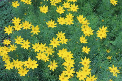 High angle view of yellow flowers on field