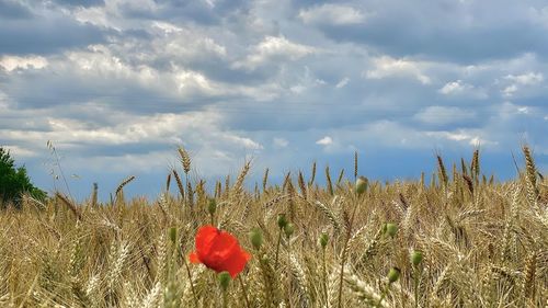 Red poppy flowers growing on field against sky