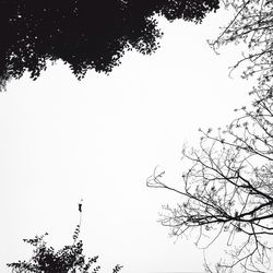 Low angle view of tree against clear sky