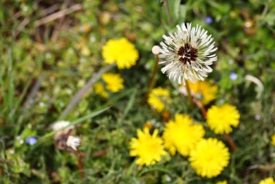 Close-up of yellow flowers blooming on field