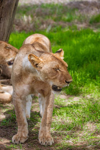 A close up of a lioness 