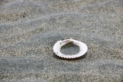 High angle view of seashells  on sand