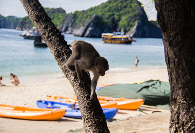 Close-up of monkey on tree at beach