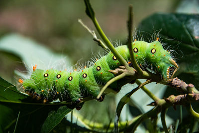 Close-up of insect on leaf