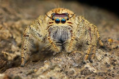 Close-up of spider