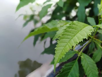 Close-up of green leaves