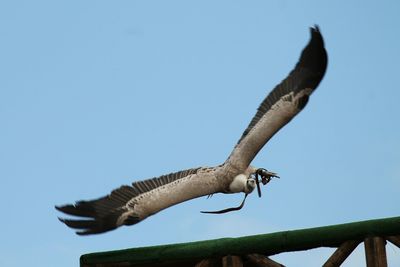Low angle view of bird perching on tree trunk