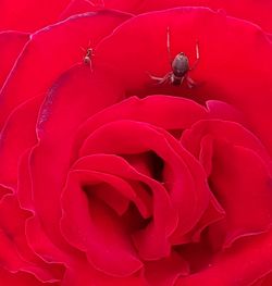 Close-up of insect on red flower