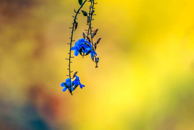 Wild purple flowers with yellow background