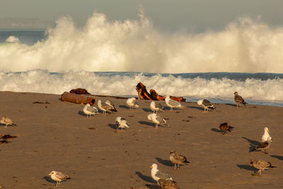 Flock of seagulls on beach
