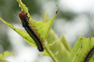 Close-up of insect on leaf